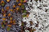 The Polar willow has already turned to autumn colours but the reindeer moss stays white all year. Spitsbergen.