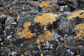 Black and orange lichen adorn a rock in the high Arctic. Signehamna. Spitsbergen