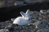 Arctic Hare, Ruth , NE Greenland, 2004.