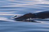 Fin Whale.  Wood Fjord, N Spitsbergen, June 2006. Print size to A4.(8 x 11.5 inches)