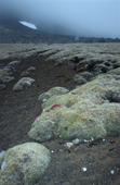 Moss beds between Titeltbukta and Guineabukta, Jan Mayen 2004.