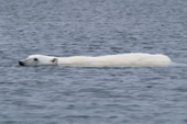 Polar Bear swimming. By Lgya, N Svalbard, 2006. Print size to A4.(8 x 11.5 inches)