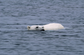 Polar Bear swimming. Lgya, N Svalbard, 2006. Print size to A4.(8 x 11.5 inches)