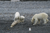 Polar Bears, mother and cub with a whale backbone are approached by a young male. Seven Islands, N Svalbard, 2006. Print size to A4.(8 x 11.5 inches)
