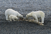 Polar Bears, mother and cub with a whale backbone are approached by a young male. Seven Islands, N Svalbard, 2006. Print size to A4.(8 x 11.5 inches)