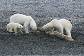 Polar Bears, mother and cub with a whale backbone are driven away by a young male. Seven Islands, N Svalbard, 2006. Print size to A4.(8 x 11.5 inches)