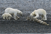 Polar Bears, mother and cub with a whale backbone are driven away by a young male. Seven Islands, N Svalbard, 2006. Print size to A4.(8 x 11.5 inches)