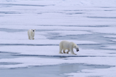 Polar bears on summer sea ice. 82 N, N of Seven Islands, Polar Basin, Svalbard. 2006. Print size to A4.(8 x 11.5 inches)