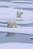 Polar bears on summer sea ice. 82 N, N of Seven Islands, Polar Basin, Svalbard. 2006. Print size to A4.(8 x 11.5 inches)