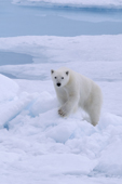 Polar bear on a presssure ridge. 82 N, N of Seven Islands, Polar Basin, Svalbard. 2006. Print size to A4.(8 x 11.5 inches)