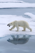 Polar bear on sea ice with her reflection in a melt pool. 82 N, N of Seven Islands, Polar Basin, 2006. Print size to A4.(8 x 11.5 inches)