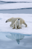 Mother with yearling cub, Polar bears on sea ice with a reflection. 82 N, N of Seven Islands, Polar Basin, Svalbard. 2006. Print size to A4.(8 x 11.5 inches)