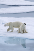 Mother with yearling cub, Polar bears on sea ice with a reflection. 82 N, N of Seven Islands, Polar Basin, Svalbard. 2006. Print size to A4.(8 x 11.5 inches)