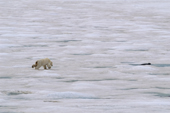 Polar Bear stalks a bearded seal on the ice of Adlersparrefjord,  Duvefjord, Nordaustlandet, Svalbard, 2006. Print size to A4.(8 x 11.5 inches)