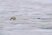 Polar Bear stalks a bearded seal on the ice of Adlersparrefjord,  Duvefjord, Nordaustlandet, Svalbard, 2006. Print size to A4.(8 x 11.5 inches)