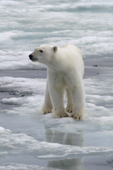 Polar bear on the rotting summer sea ice of  Adlersparrefjord,  Duvefjord, Nordaustlandet, Svalbard, 2006. Print size to A4.(8 x 11.5 inches)