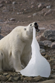 Large Polar bear chews on some ice. Isispynten, S Nordaustlandet, Svalbard, 2005. Print size to A4.(8 x 11.5 inches)