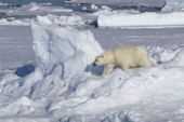 Polar bear on a presssure ridge. 82 N, N of Seven Islands, Polar Basin, Svalbard. 2006. Print size to A4.(8 x 11.5 inches)