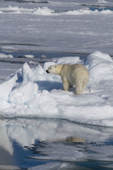 Polar bear on a presssure ridge. 82 N, N of Seven Islands, Svalbard. Polar Basin, Svalbard. 2006. Print size to A4.(8 x 11.5 inches)