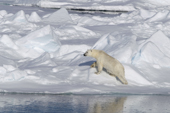 Polar bear on a presssure ridge in the melting pack ice. 82 N, N of Seven Islands, Svalbard. Polar Basin,  2006. Print size to A4.(8 x 11.5 inches)