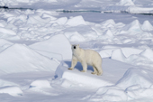Polar bear on pack ice. 82 N, N of Seven Islands, Polar Basin, Svalbard. 2006 Print size to A4.(8 x 11.5 inches)