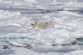 Polar bear dries his wet fur by rolling in the snow. 82 N, N of Seven Islands, Polar Basin, Svalbard 2006. Print size to A4.(8 x 11.5 inches)