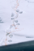 Polar bear tracks, with traces of blood where it is dragging a seal. Polar pack ice north of Svalbard, 2006. Print size to A4.(8 x 11.5 inches)