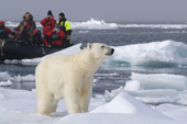 Tourists in zodiacs watch a polar bear in the Polar pack ice north of Svalbard, 2006. Print size to A4.(8 x 11.5 inches)