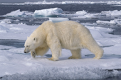 Polar bear in the Polar pack ice north of Svalbard, 2006. Print size to A4.(8 x 11.5 inches)