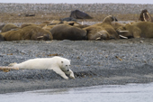 Polar bear stretched on the shore by a walrus haul-out. Lgya, N Svalbard, 2006. Print size to A4.(8 x 11.5 inches)