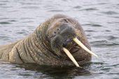 Walrus poses in the water. Martensya, Seven Islands, N Svalbard, 2006. Print size to A4.(8 x 11.5 inches)