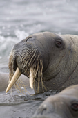 Young Walrus poses in the water. Martensya, Seven Islands, N Svalbard, 2006. Print size to A4.(8 x 11.5 inches)