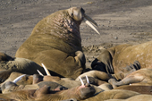 Walrus hauled out at Kapp Lee, N Edgeøya (Edge Island), Spitsbergen 2006. Print size to A4.(8 x 11.5 inches)