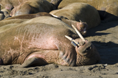 Walrus with radio tag hauled out at Kapp Lee, N Edgeya (Edge Island), Spitsbergen 2006. Print size to A4.(8 x 11.5 inches)