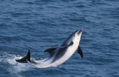 White beaked dolphin off Keflavik, SW Iceland 2003.