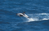 White beaked dolphins off Keflavik, SW Iceland 2003.