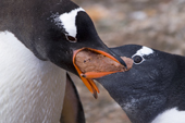 Gentoo feeds krill paste to its chick, Hannah Point, South Shetlands, 2006. Print size to A4.(8 x 11.5 inches)