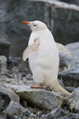 White or leucistic Gentoo penguin, Gonzales Videla station, W Antarctic Peninsula, 2006. Print size to A4.(8 x 11.5 inches)