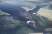 Gentoo penguin under water. They are fast swimmers, reaching speeds of 36 km/hour. Cuverville Island, Antarctic Peninsula.