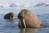 Bull Walrus in coastal waters off Spitsbergen. Arctic Norway