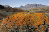 Large patch of orange lichen, probably Elegant Orange, on a rock. Ymer O, Kejser Frans Joseph Fjord. North-East Greenland Natl Park.