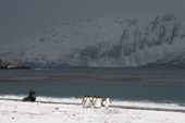 King Penguins and a fur seal on the shore after a light snowstorm. Salisbury Plain. South Georgia, Sub Antarctic Islands