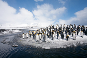 King Penguins on the shore after a light snowstorm. Salisbury Plain. South Georgia, Sub Antarctic Islands