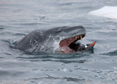 A leopard seal grabs a Gentoo penguin from underwater, the penguin tries to swim off. Antarctica. Three of six.