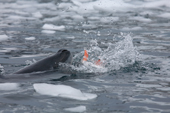 A leopard seal grabs a Gentoo penguin from underwater, the penguin is doomed. Antarctica. Five of six.