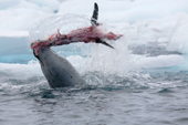 A leopard flays a Gentoo penguin bythrashing it to and fro. Antarctica. Six of six.