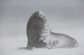 Antarctic Fur Seal male in a snowstorm on Salisbury Plain. South Georgia. Sub Antarctic Islands