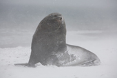 Antarctic Fur Seal male in a snowstorm on Salisbury Plain. South Georgia. Sub Antarctic Islands