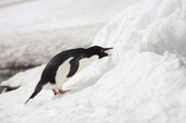 Adelie Penguin eating snow for moisture. Brown Bluff. Antarctic Peninsula