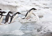 Adelie Penguins jumping on lumps of ice on their way to open water. Brown Bluff. Antarctic Peninsula